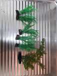 Plantas decorativas para aquário