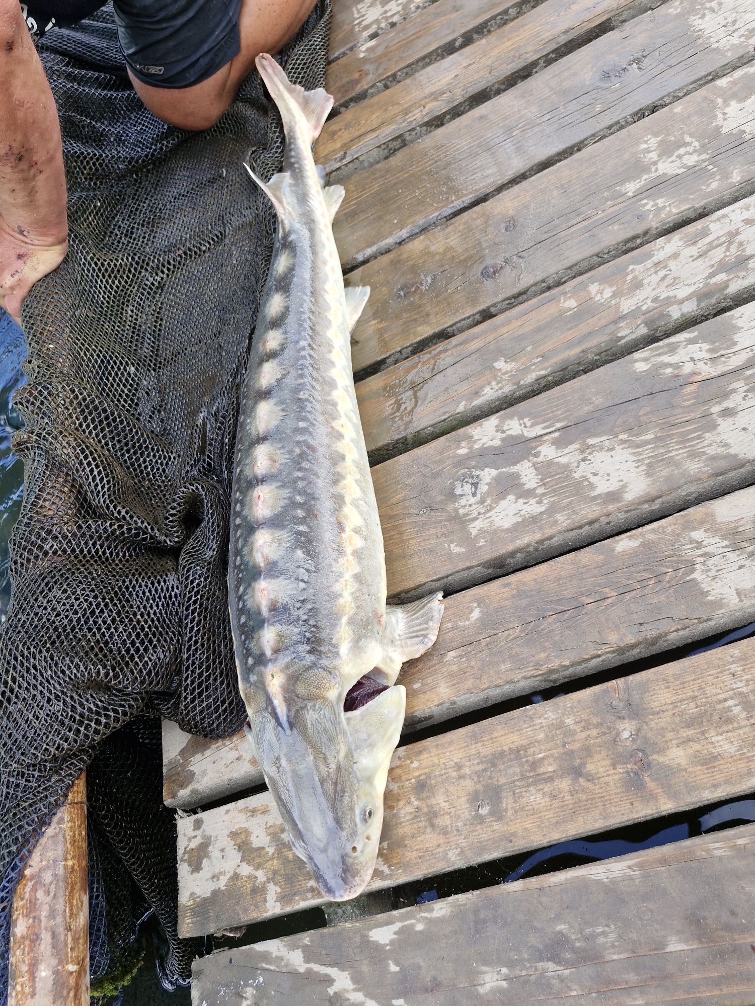 Karp narybek i kroczek od 10-50cm