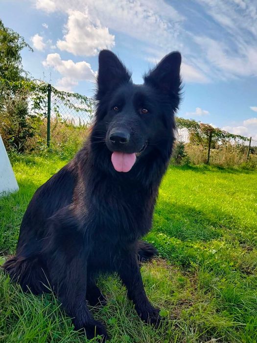 Owczarek Niemiecki Suka