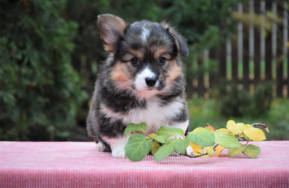 Вельш Коргі Пемброк