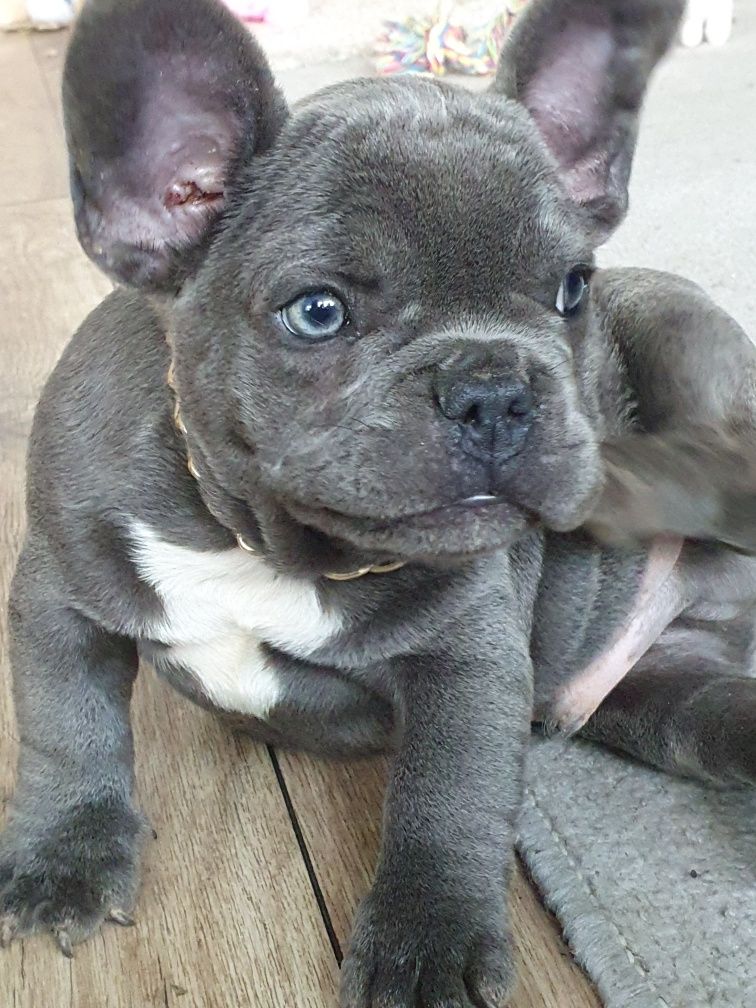 Buldog francuski, /,Blu piesek