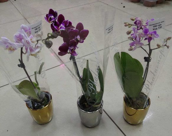 Фаленопсис / орхідея міні