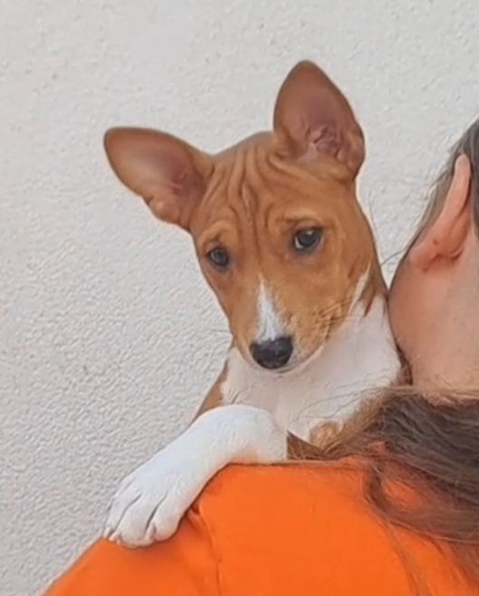 Щенок басенджи . Basenji puppy, FCI-UKU