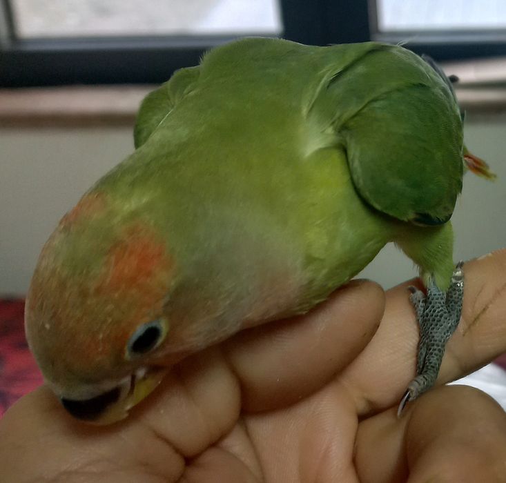 Agapornis criados a mão