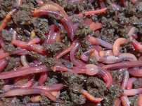 Minhocas californianas para vermicompostagem