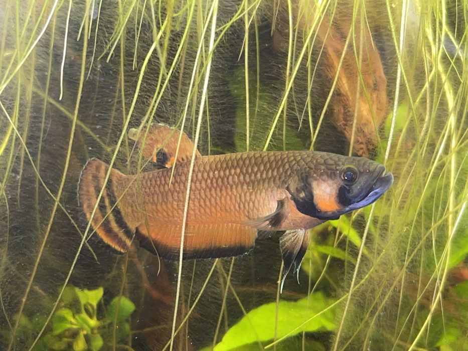 Bojownik plamooki / Betta Macrostoma |  PARA HODOWLANA