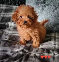 Maltipoo pudelek toy red xxxs