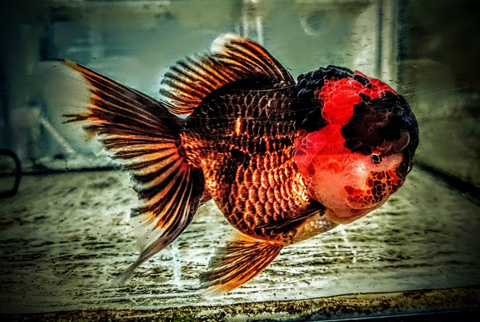 Goldfish ,,apache oranda,,  lwia glówka welonki welon welonka