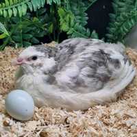 CELADON jaja przepiórcze jajka przepiórki przepiórka 40 szt. WYSYŁKA