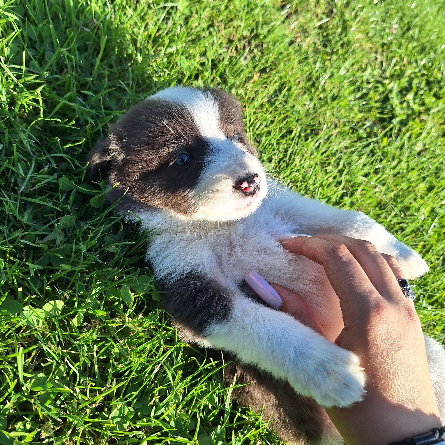 Niebiesko biały Piesek border collie do odbioru