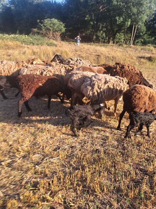 Продам баранів Гисарів
