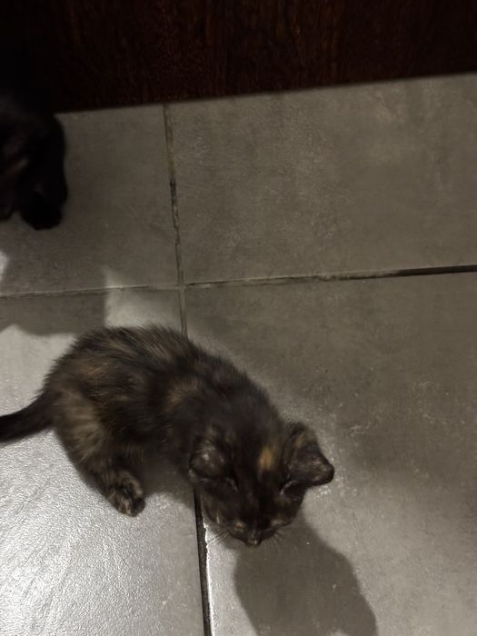 2 gatinhos machos e uma gatinha malhada para dar
