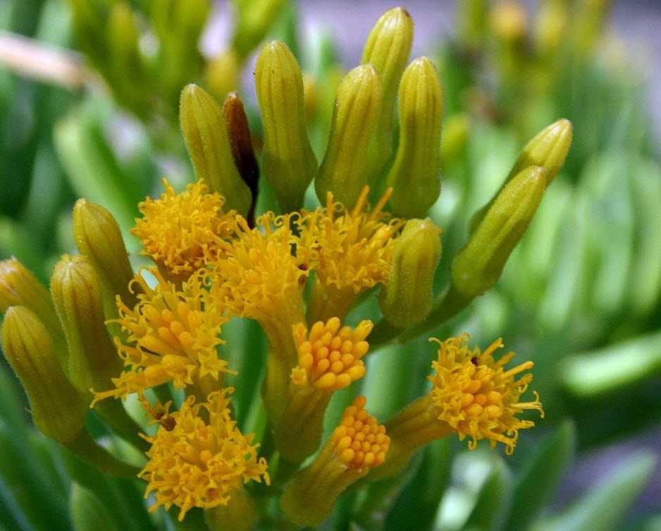 Arbusto SENECIO BARBERTONICUS (flor amarela laranja) Suculenta em vaso