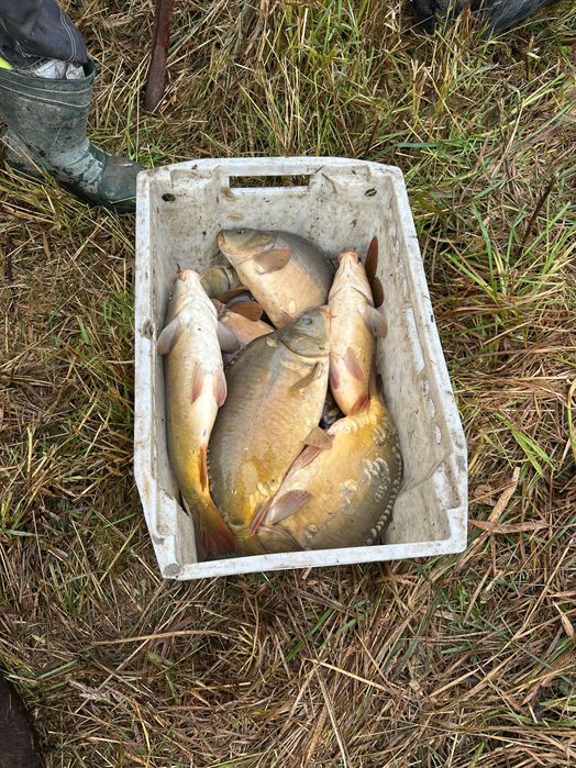 Karp królewski 1,5- 2,5 kg