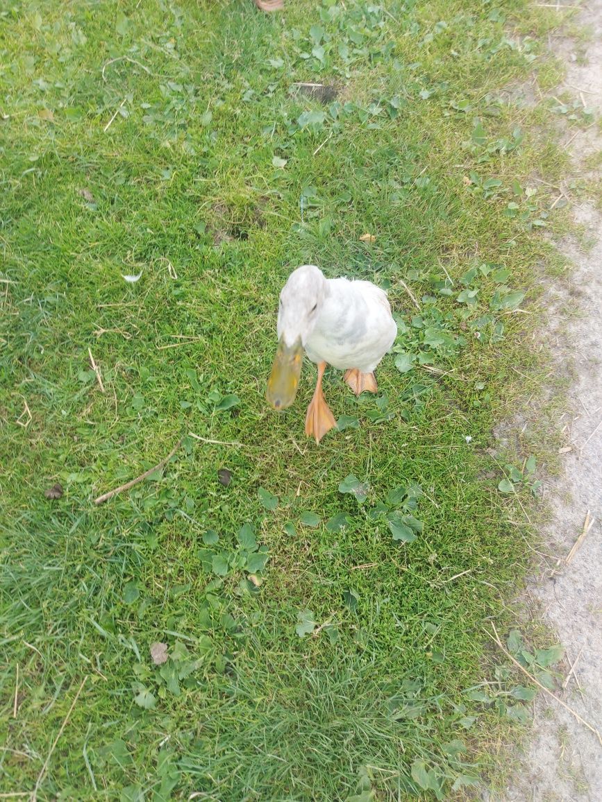 Kaczor biegus indyjski