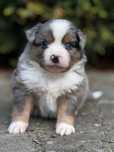 Amerykański owczarek miniaturowy- MAS - Mini Aussie- piesek FCI
