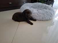 Labrador Retriever czekoladowy
