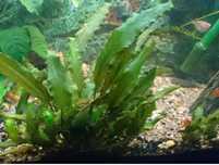 ZWARTKA Cryptocoryne Wendtii sadzonki rośliny Własna Hodowla OKAZJA!!
