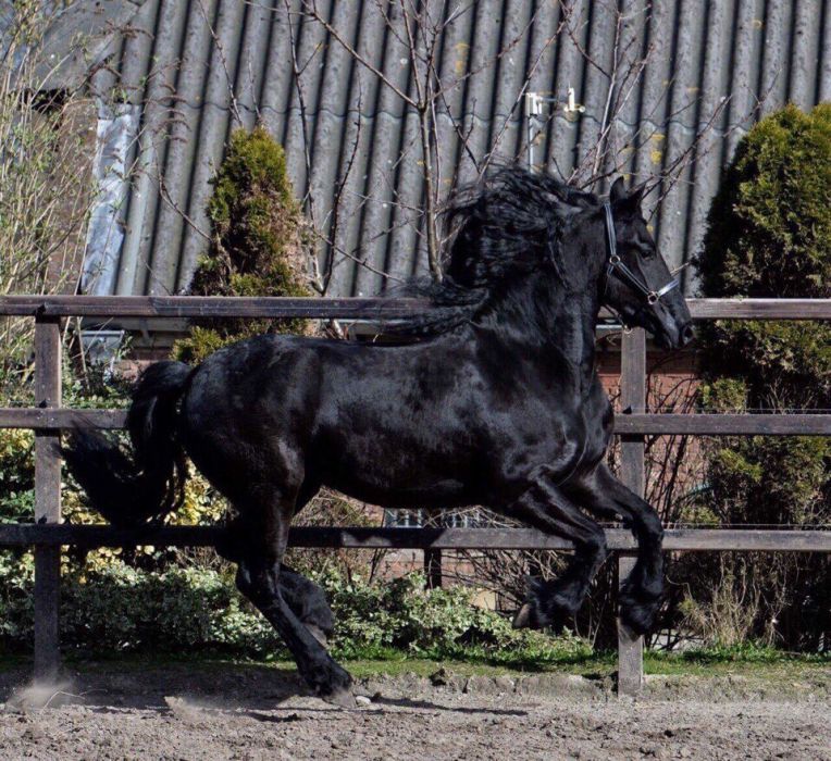 Продам лошадь Фриз кобыла Силка