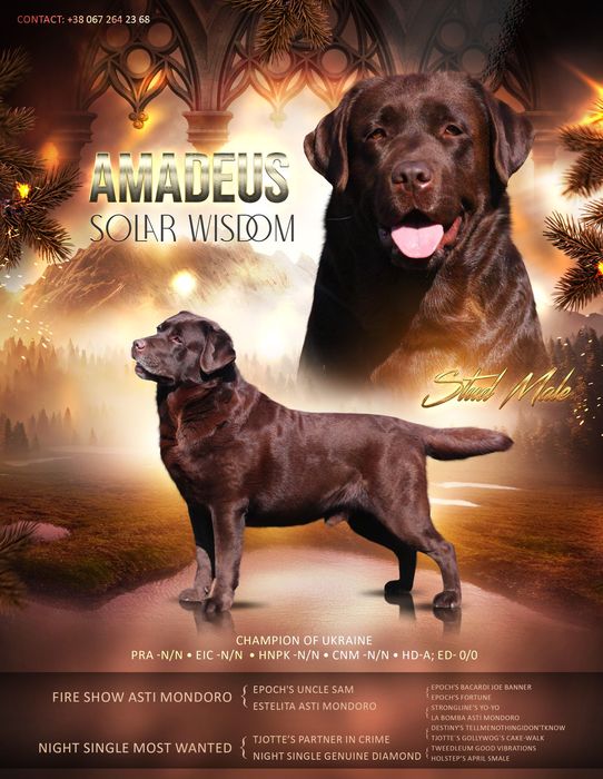 Пронуємо для в'язки ,лабрадор шоколадний