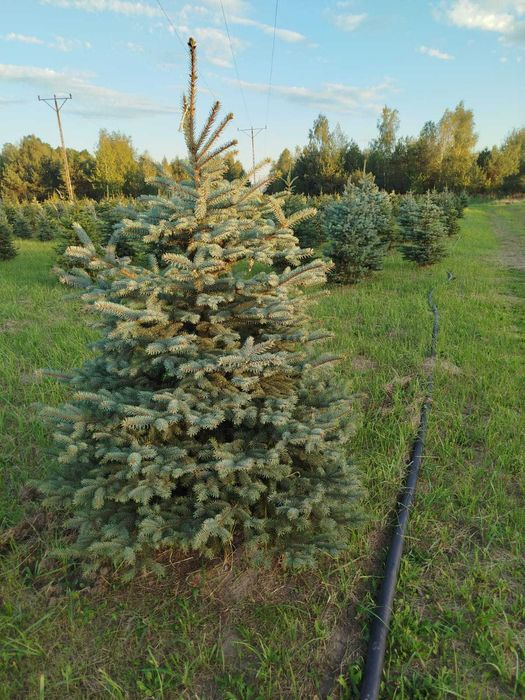 Choinki _ świerki _ przy trasie S7 (Białobrzegi)