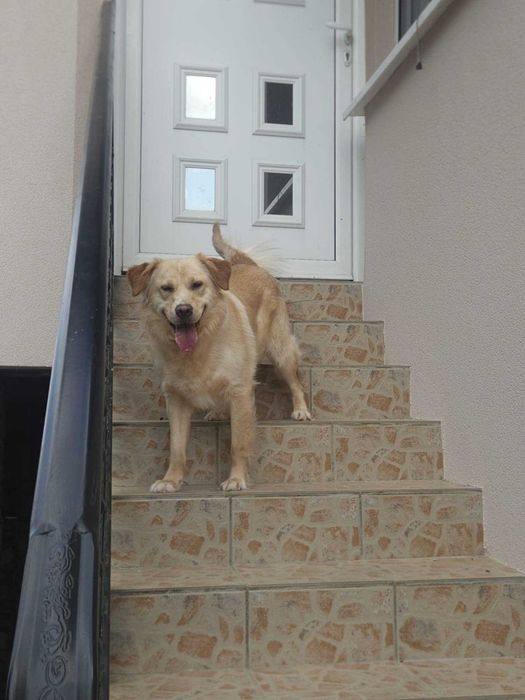 2-letnia Luna do adopcji super towarzyszka