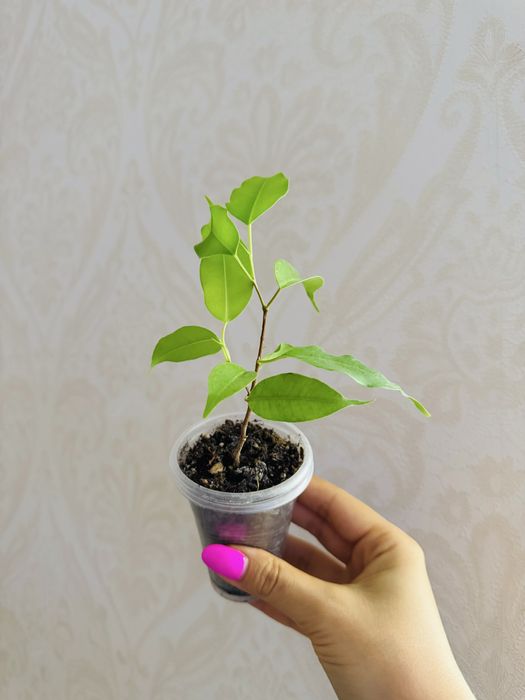 Фікуси Джулія, Палмері, Анастасія, Неон/Естер, Даніель