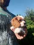Szczeniak Cavalier king charles spaniel