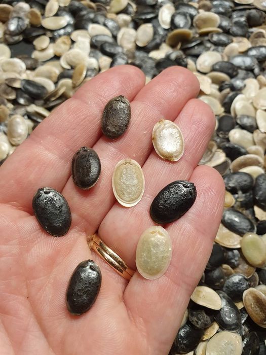 Продам люфу: органічні мочалки та насіння з люфи