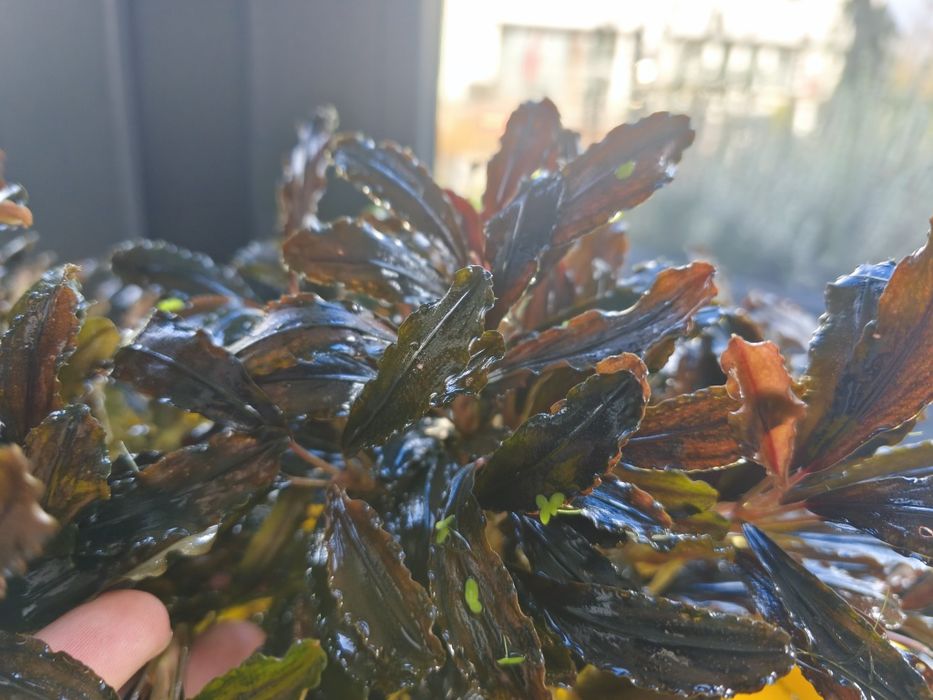 Bucephalandra, Bucki