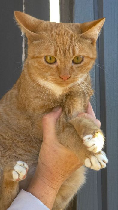 Хлопчик- підліток в добрі руки