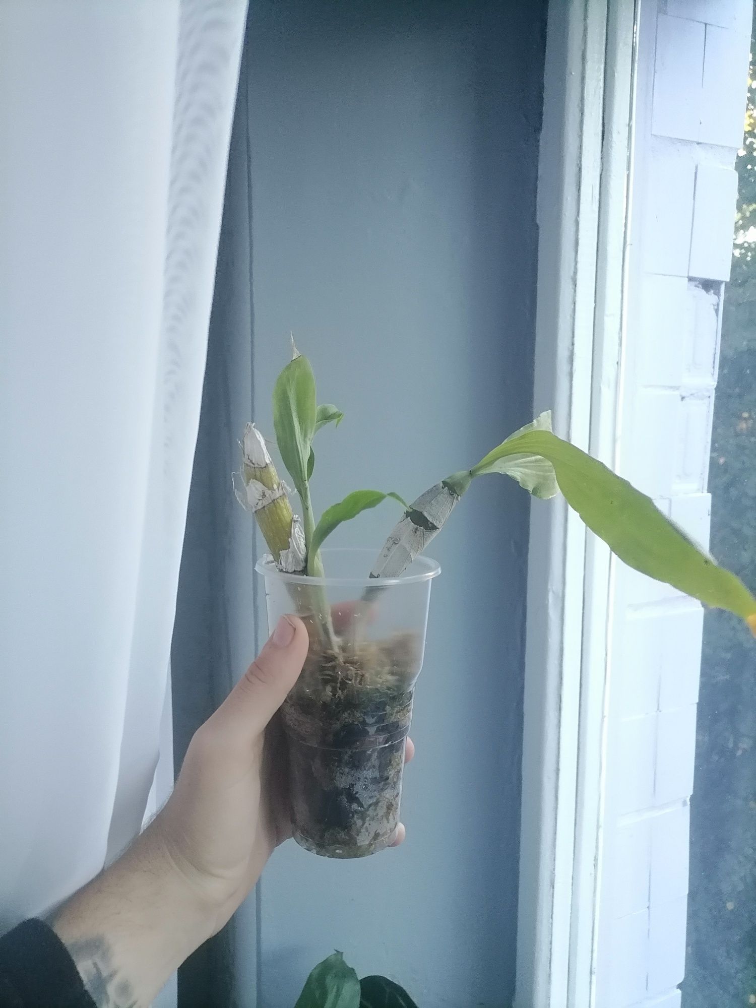 Орхидея морковка хизис Chysis bractescens