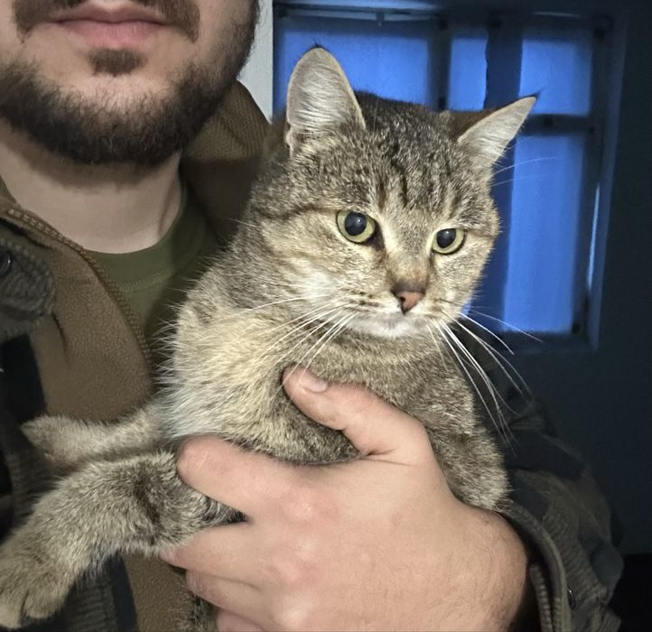 Киця з місця бойових дій!!! Нікому там не потрібна…