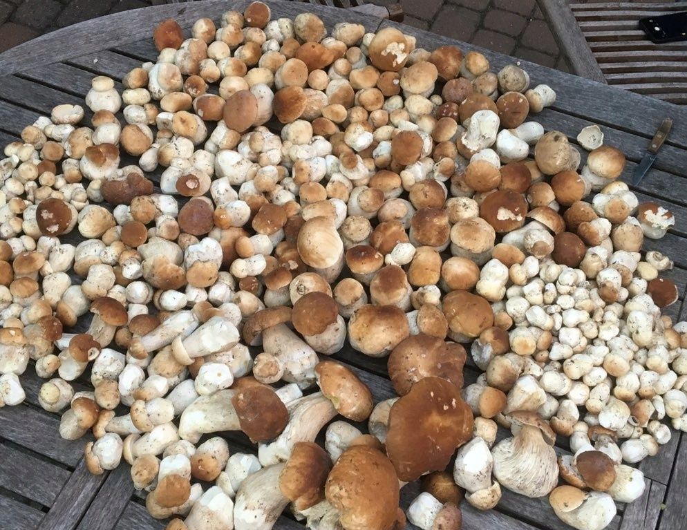 Borowik świeży 1kg wysyłka (rezerwacje)