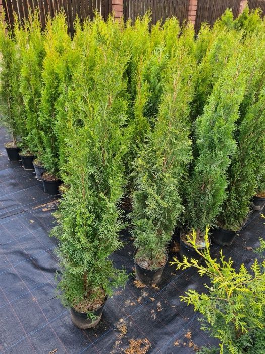 WYPRZEDAZ Tuja Szmaragd 110-130 cm w Donicy DOWOZIMY Supraśl