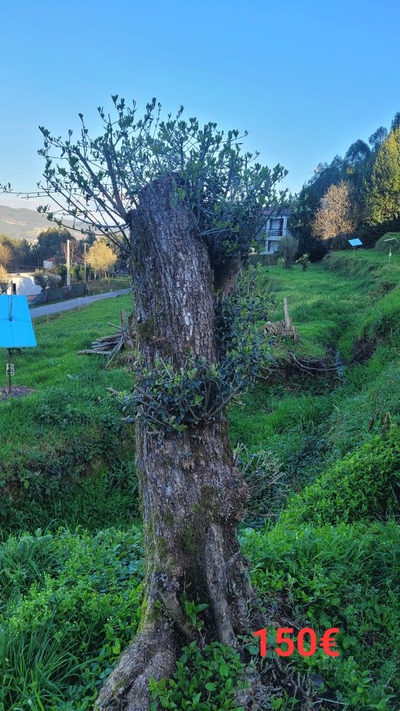Oliveiras para Jardim