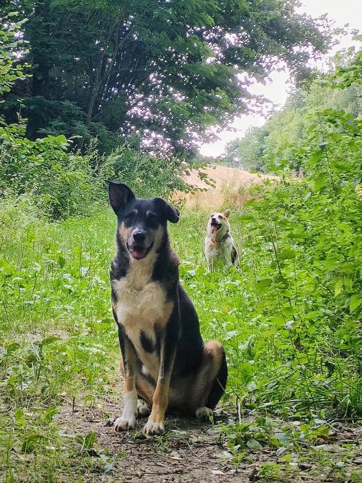 Roxi pilnie szuka domu