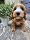 Cockapoo / chłopiec/ cavapoo