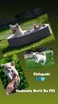 Chihuahua z rodowodem ZKwP FCI po Championach Polski