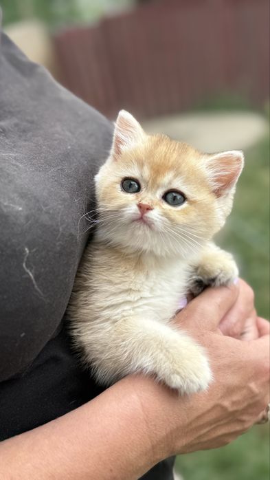 Кішичка шиншиллка