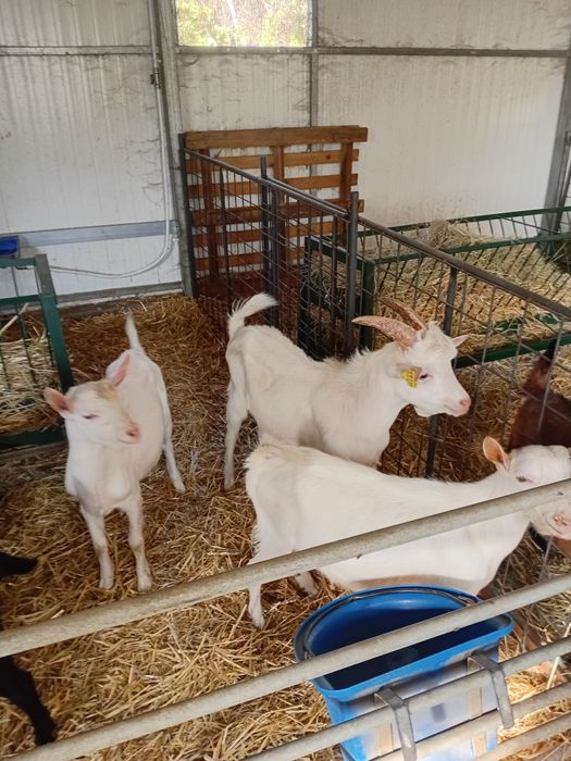 Cabrito de leite Saanen Jovem