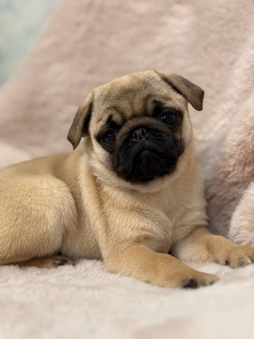 Розкішні мопсики