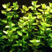 Bacopa caroliniana