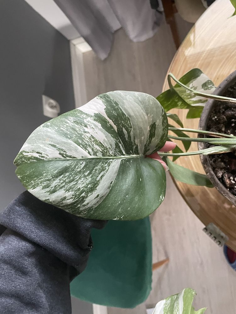 Monstera variegata