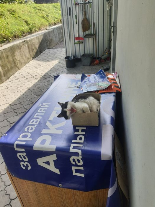 Віддам кицю в добрі руки