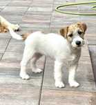 Jack Russell Terrier suczka FCI ZKWP