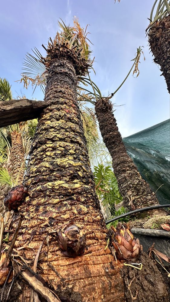 Cycas circinalis - Grande exemplar cica