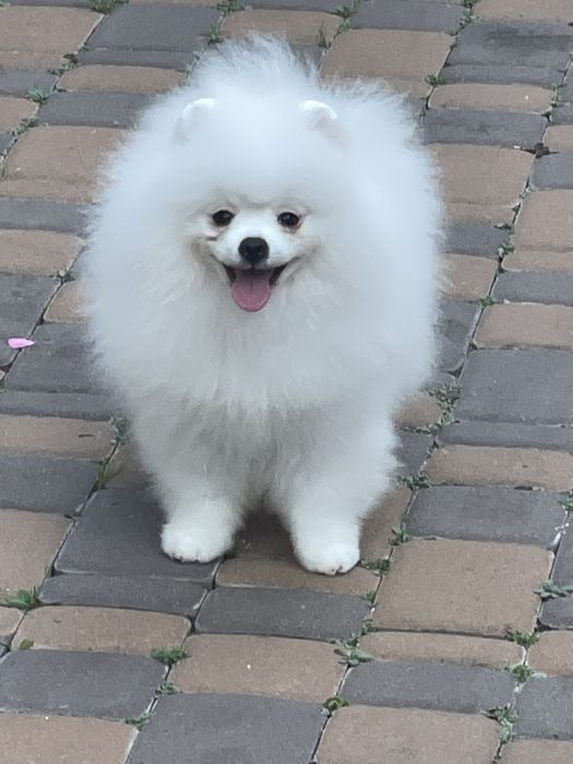 Білий шпіц хлопчик