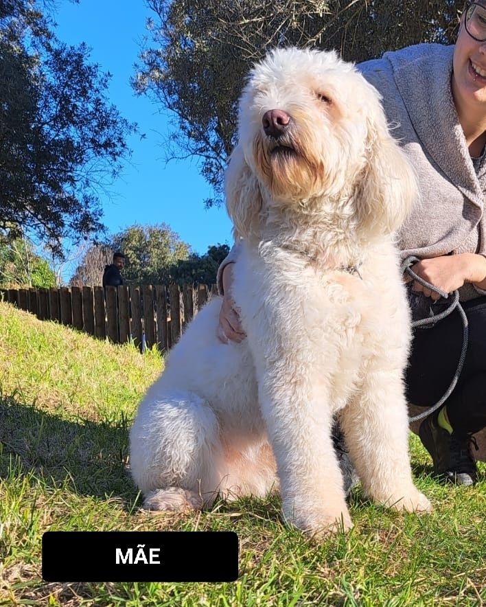 Macho Cão de Água Português disponível para entrega imediata LO