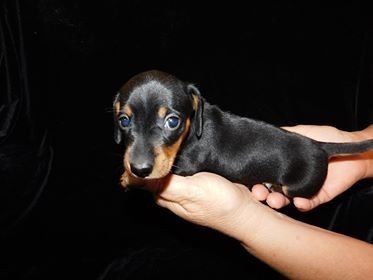 Класика, яка завжди в моді